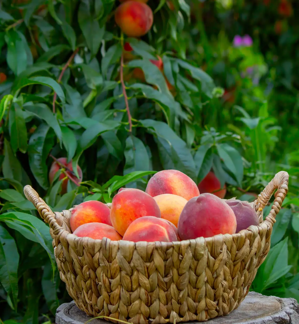 Un festival végétal